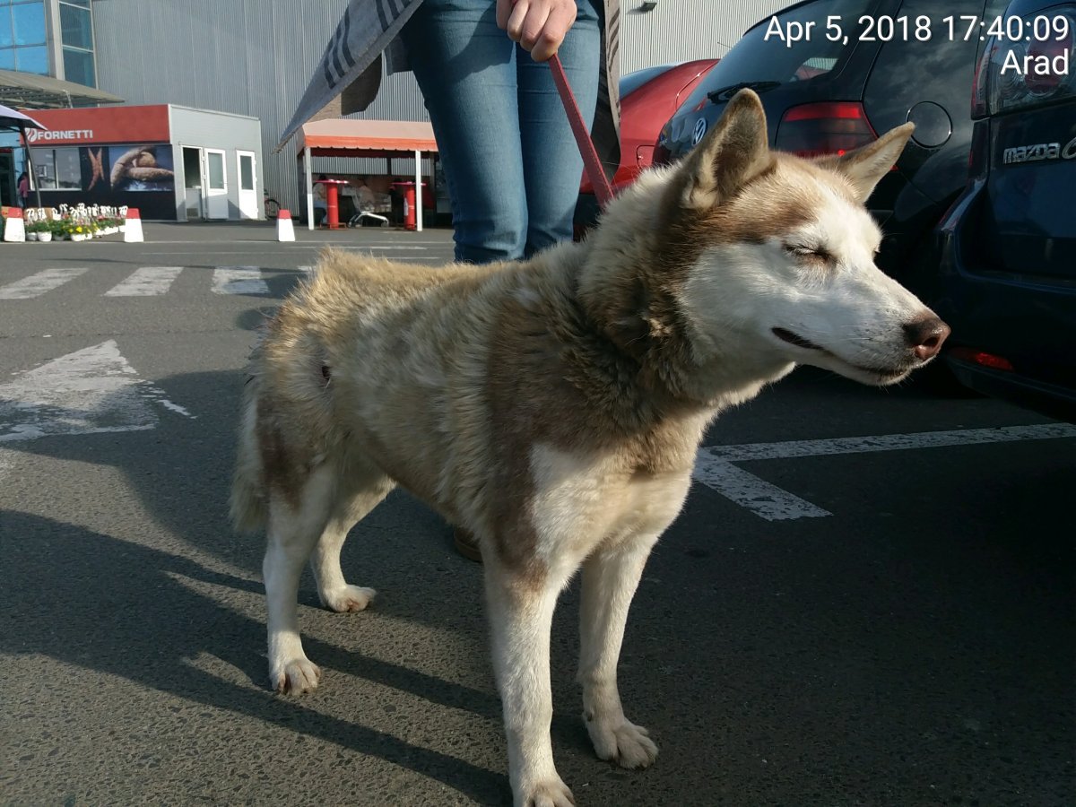 Husky ranita grav in parcarea Real/Jumbo