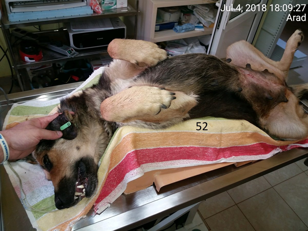 52 de sterilizari in parteneriat cu Timmy Tierschutz-Stiftung gGmbH
