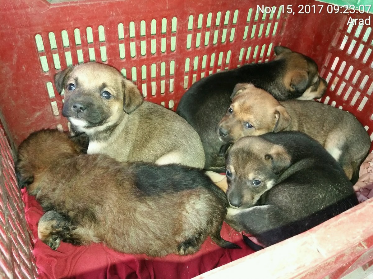 5 catei abandonati la usa