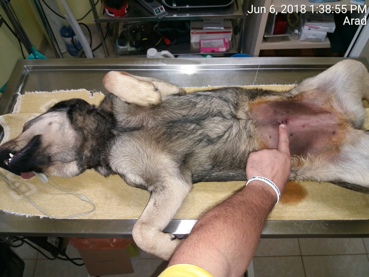 Uniunea Salvați România Arad sustine sterilizarile si in iunie 2018