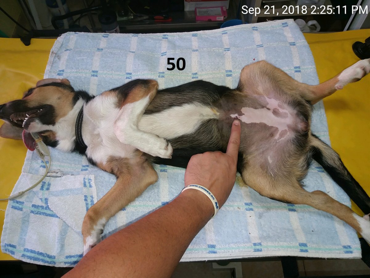 50 de sterilizari in parteneriat cu Timmy Tierschutz-Stiftung gGmbH
