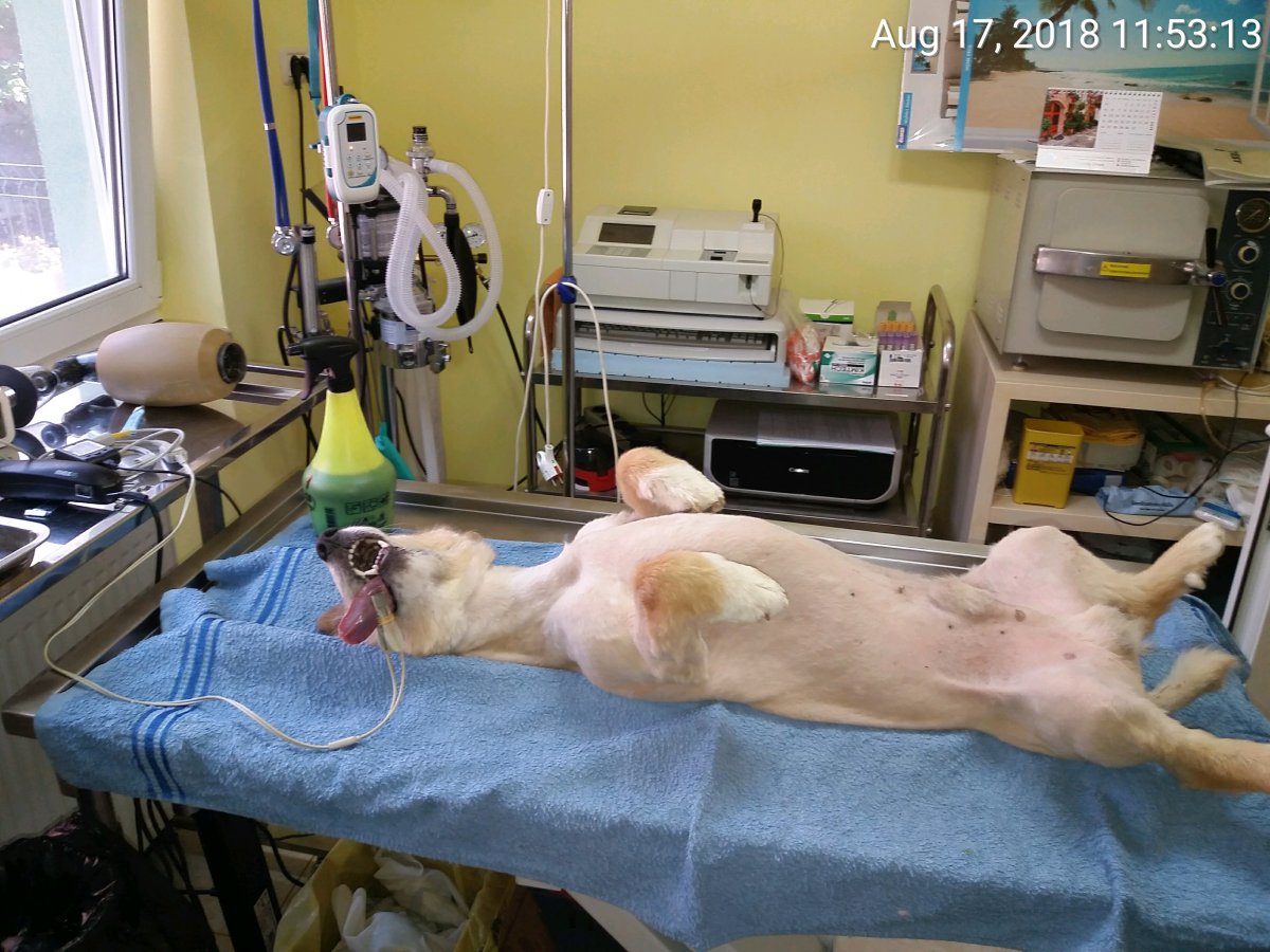 Sterilizari in august 2018