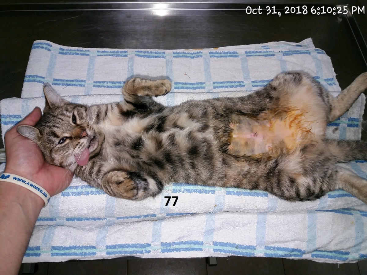 Sterilizari cu ocazia WORLD ANIMAL DAY 04.10.2018