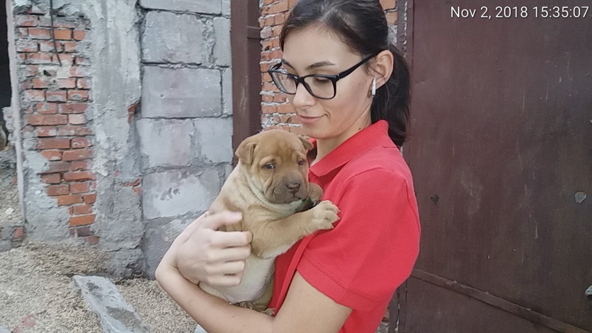 Shar-Pei cu 7 pui