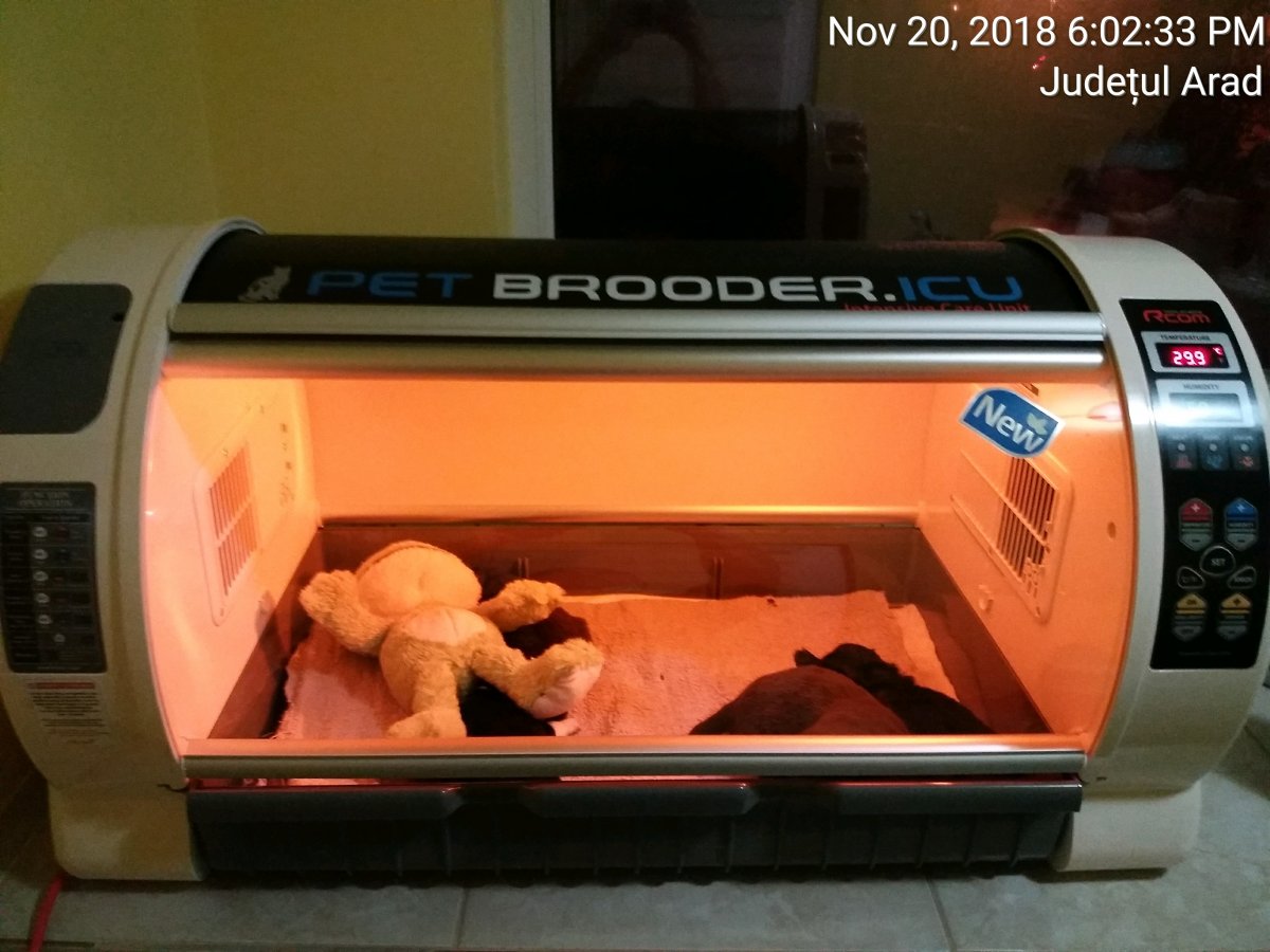 Primul incubator din Arad pentru catei si pisicute salvate de pe strazi