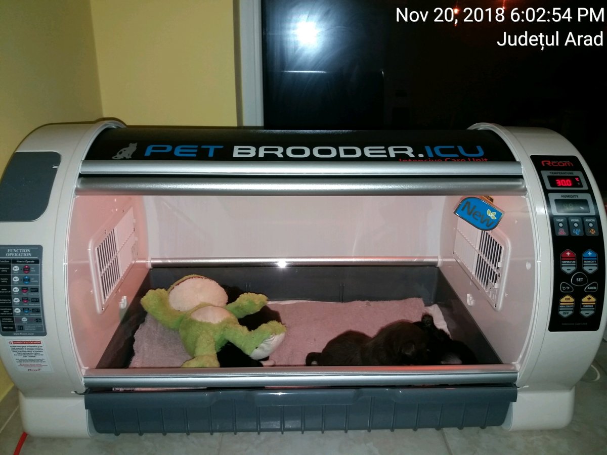 Incubator for rescued new borns