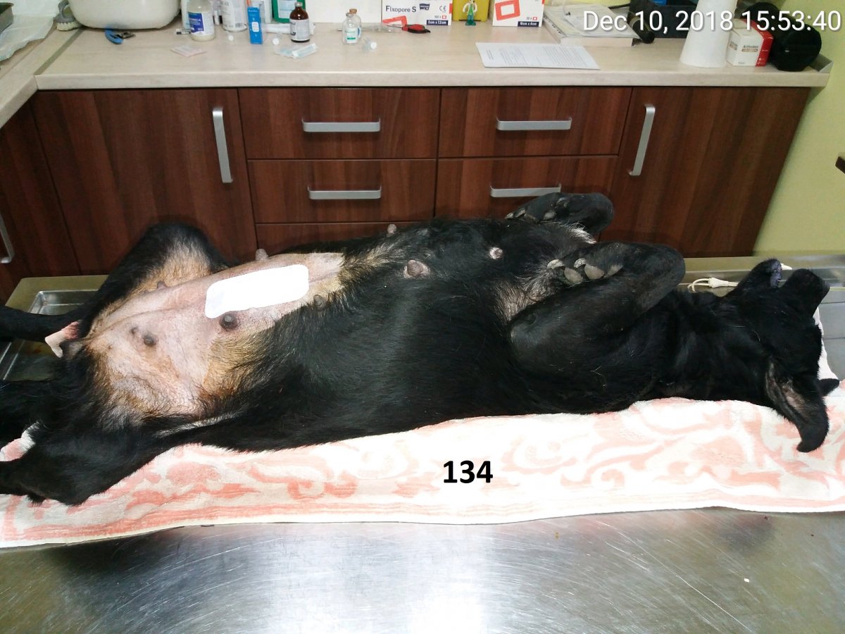 Sterilizari reproductive in decembrie 2018
