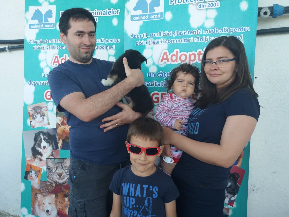 Târg de adopții în Timișoara