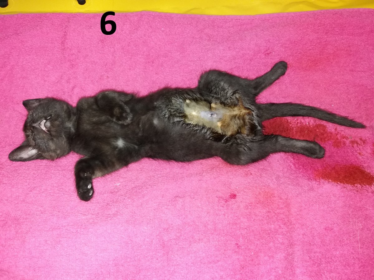 Ultimele sterilizări din 2018