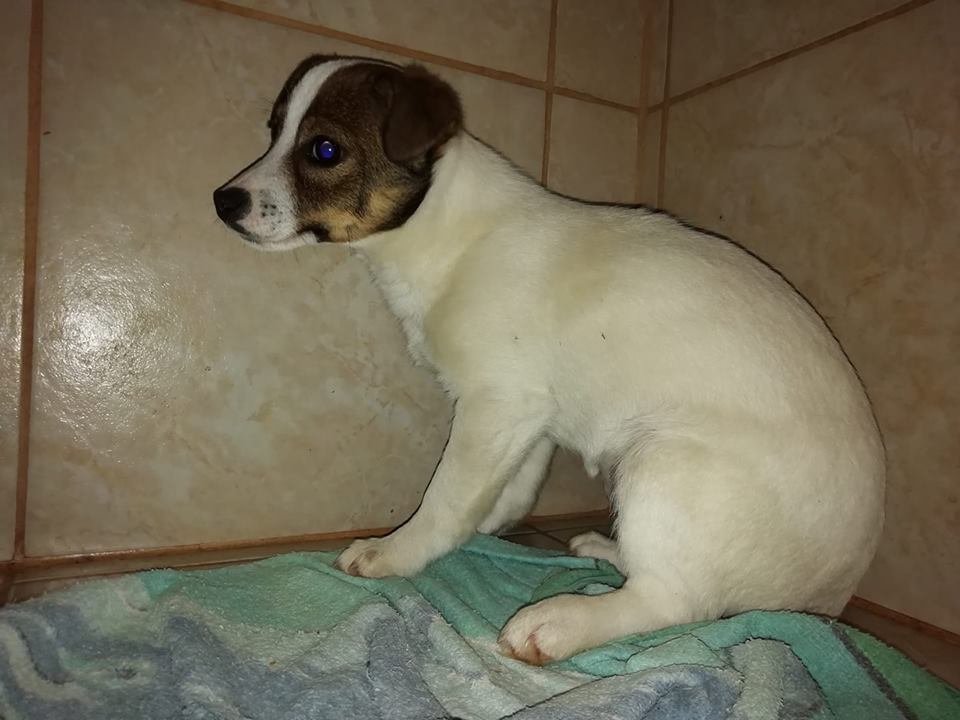 Cățel adoptat