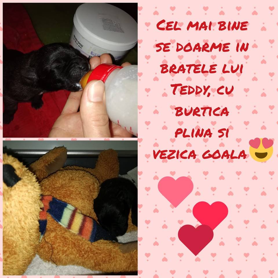 Sugar găsit la tomberon