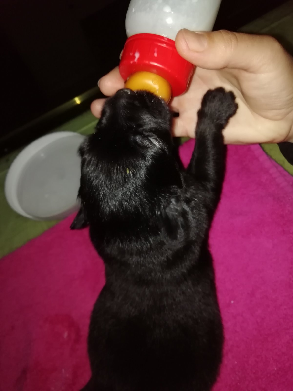 Încă un sugar salvat