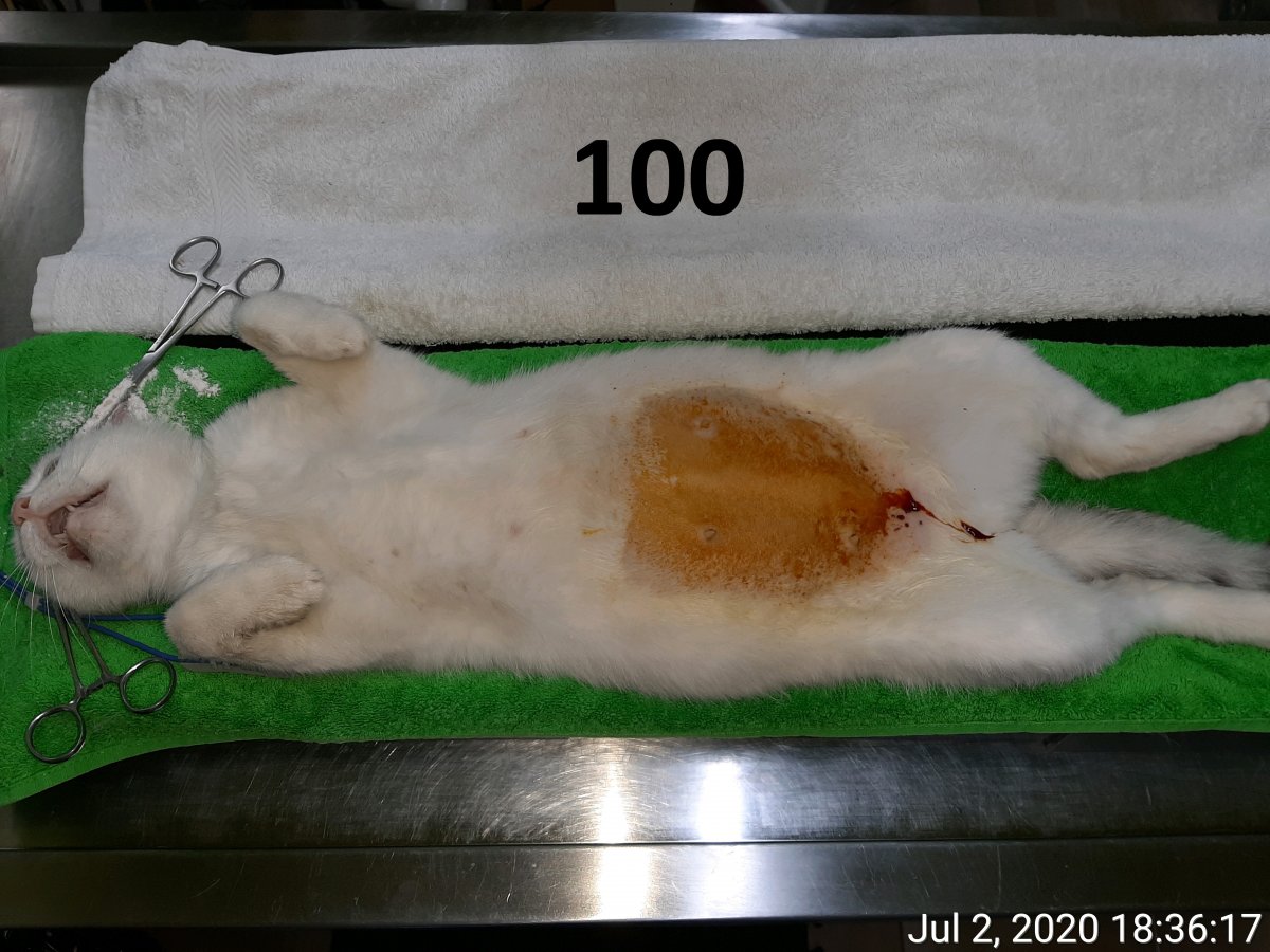 100 sterilizări reproductive din 2%