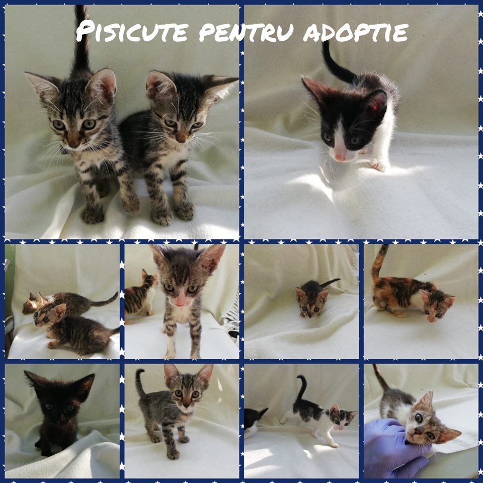 Pisicute pentru adoptie