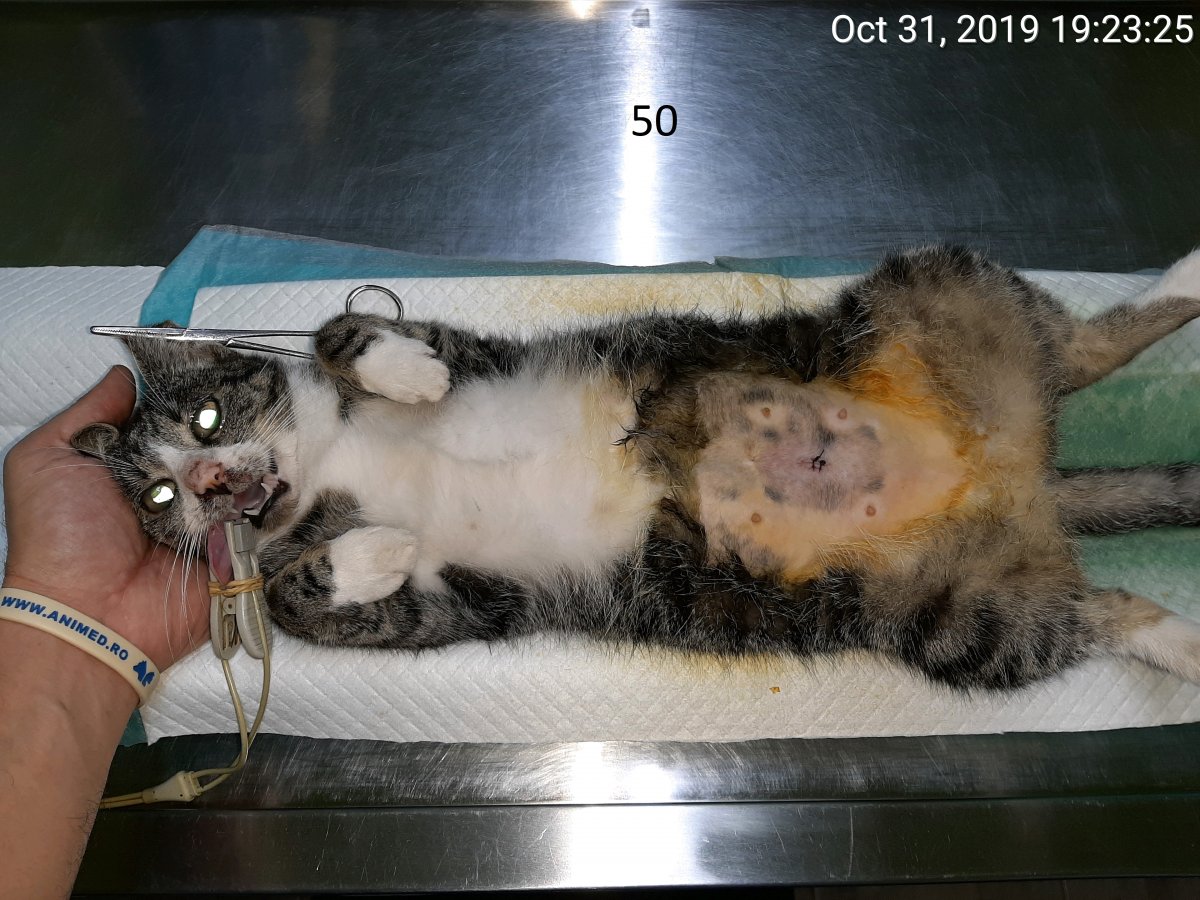 50 de sterilizari in parteneriat cu Timmy Tierschutz-Stiftung gGmbH