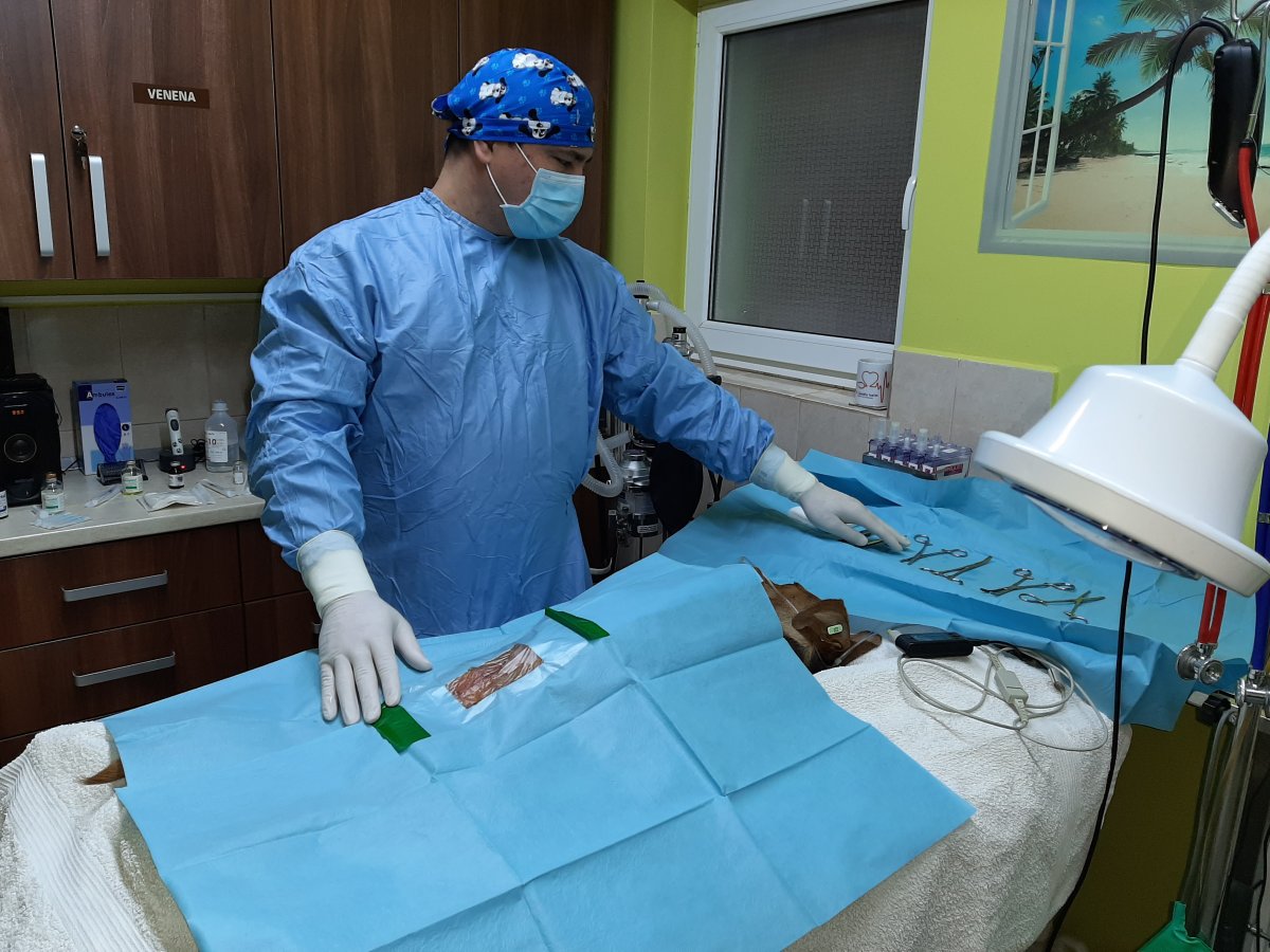 50 de sterilizari in parteneriat cu Timmy Tierschutz-Stiftung gGmbH