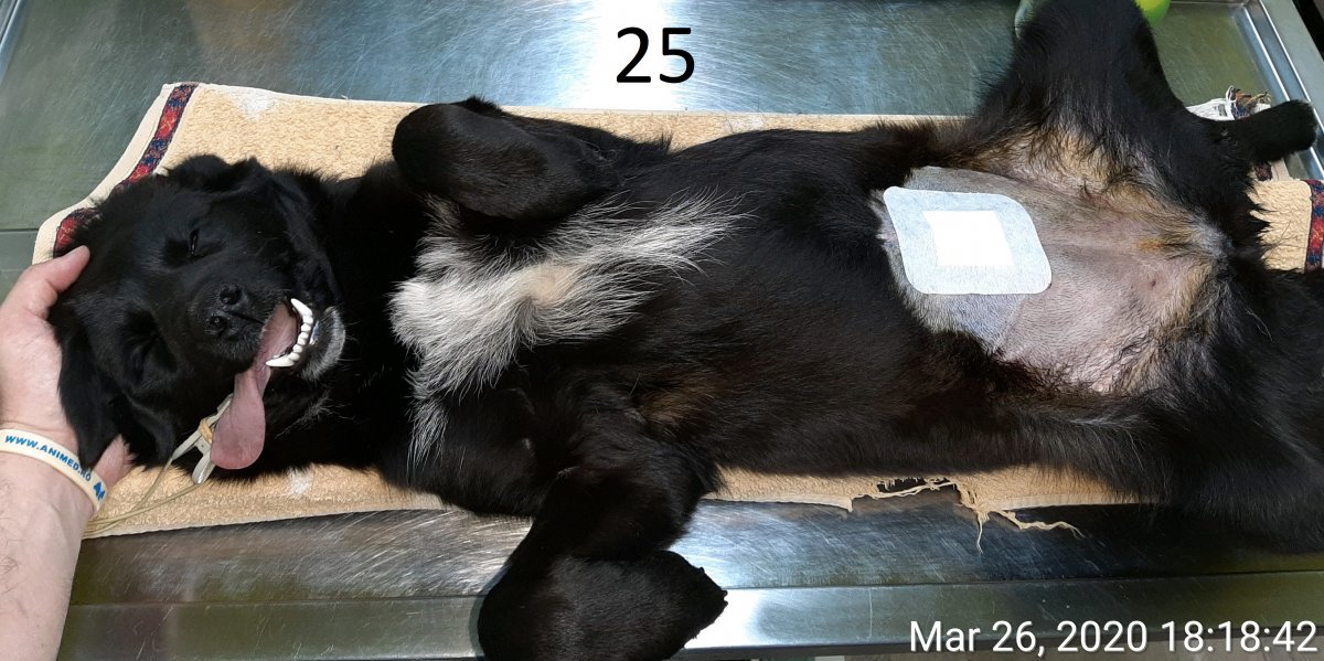 25 de sterilizări sponsorizate de Marbeto
