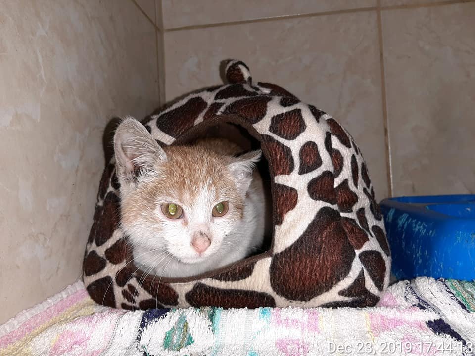 Motănel pentru adopție