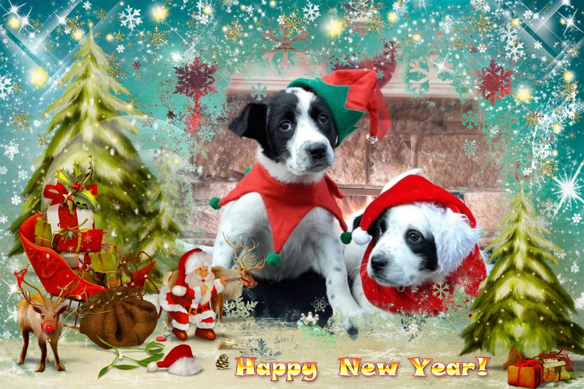 2 cateluse pentru adoptie