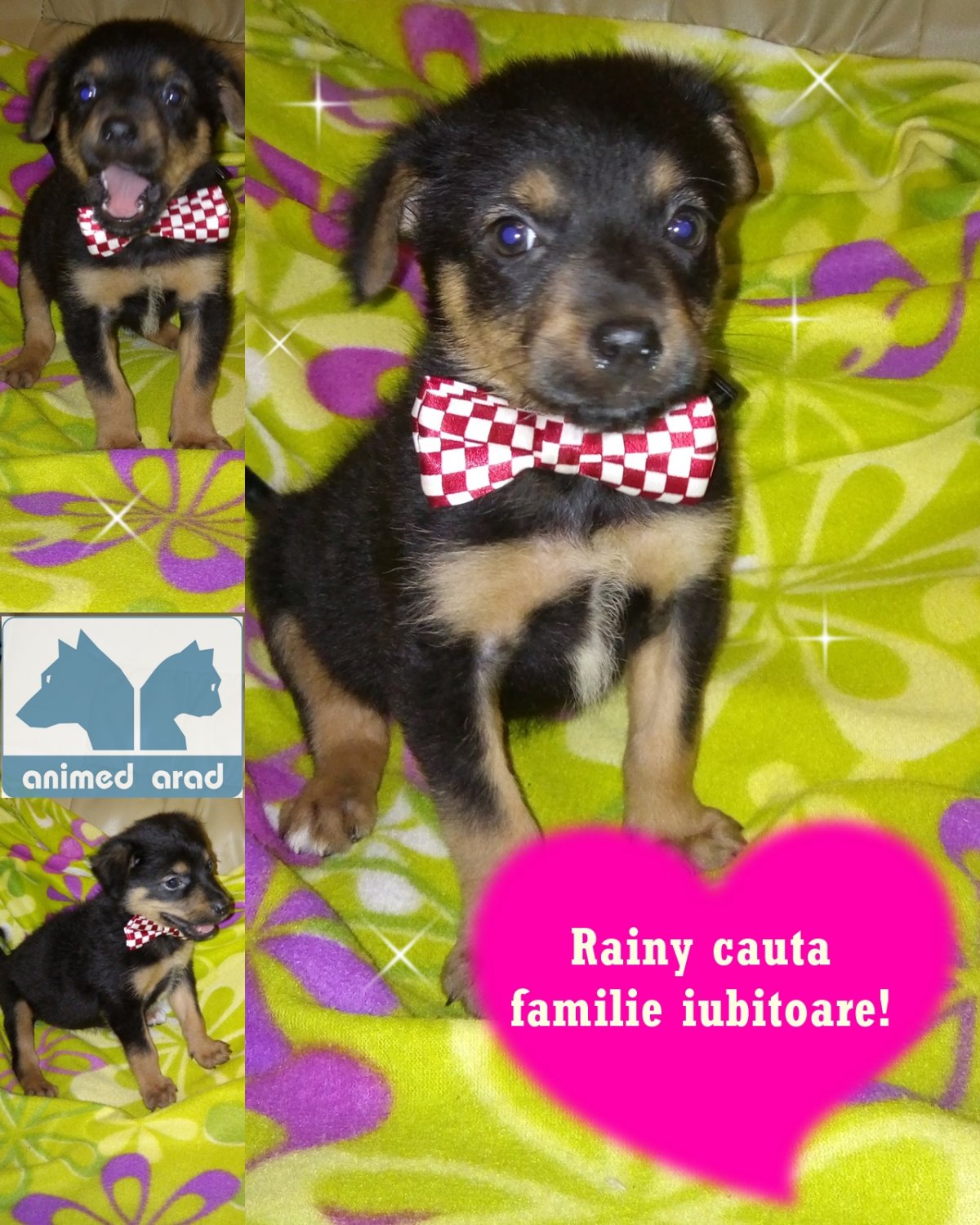 Catei pentru adoptie