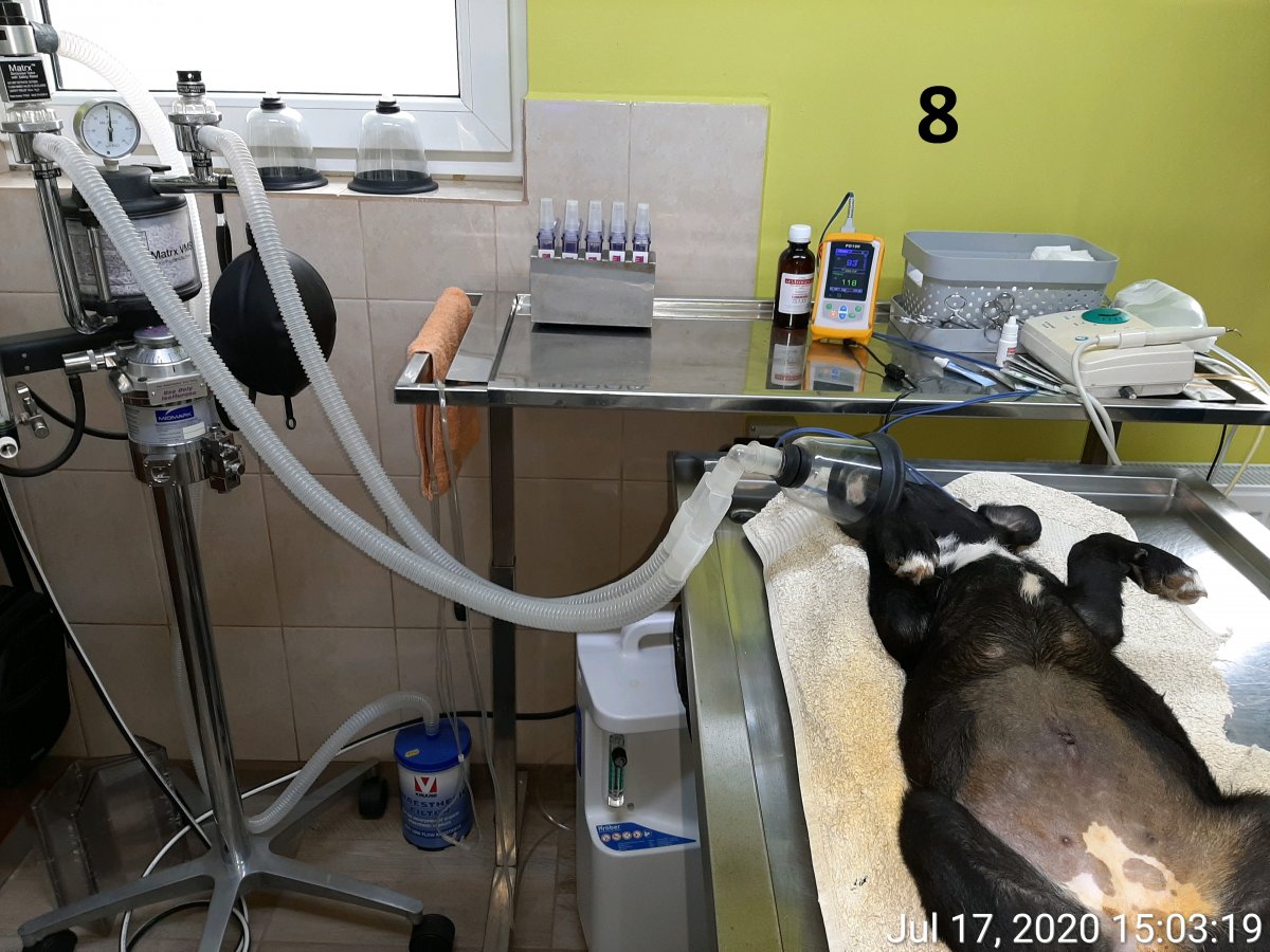8 sterilizări sponsorizate de C.M.
