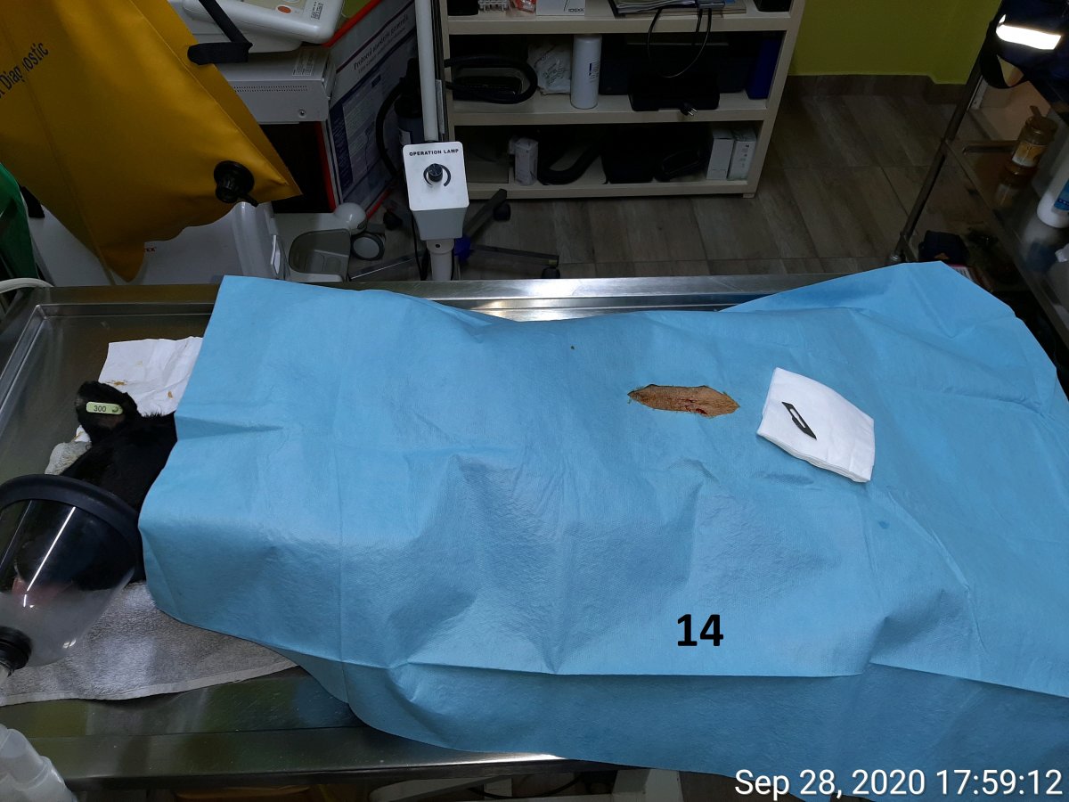 14 sterilizări sponsorizate de Betsy Rogers