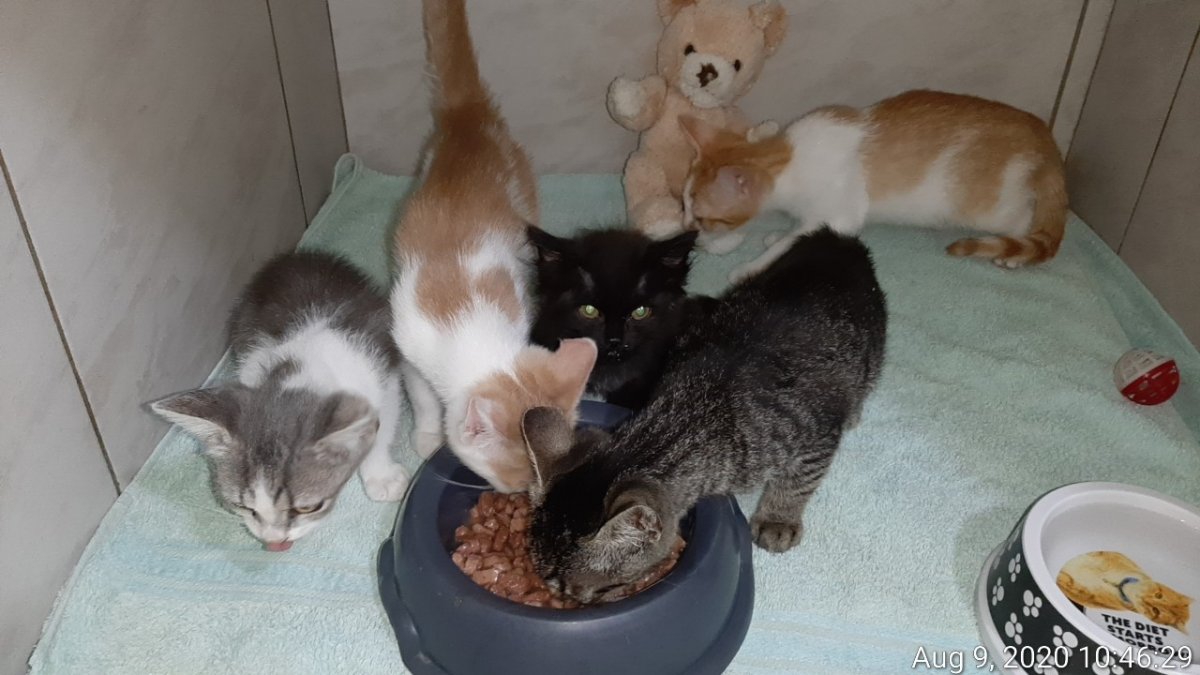 Pisicuțe care au găsit familii