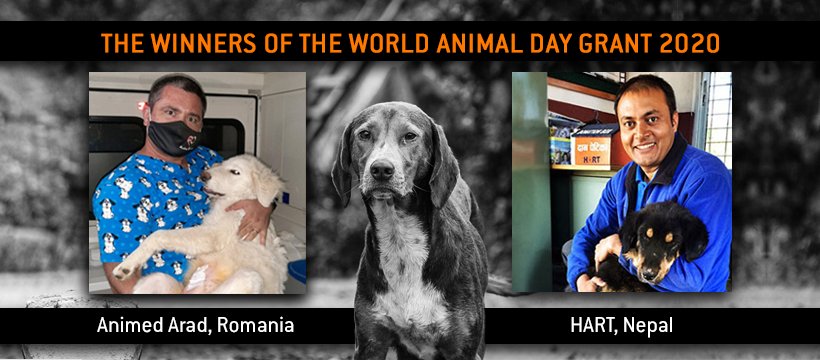 Finanțare de Ziua Internațională a Animalelor 2020 pentru 100 de sterilizări