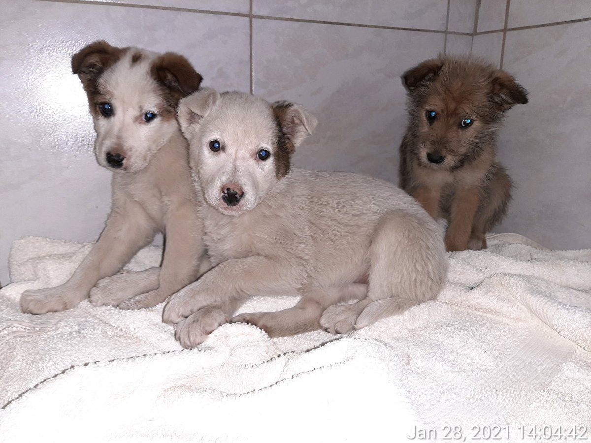 6 sisters from the public shelter