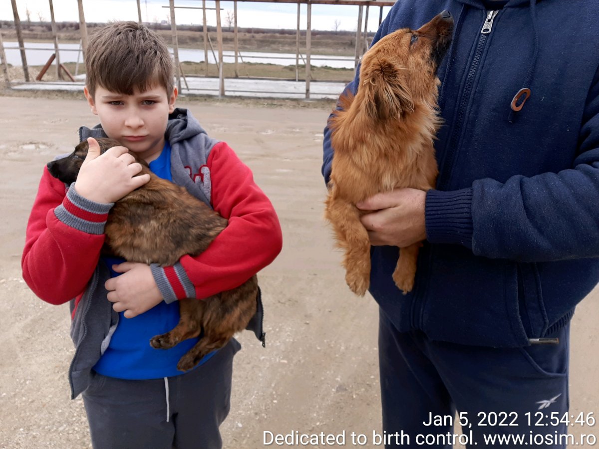 Sterilizări sponsorizate de Evermore Dog Rescue