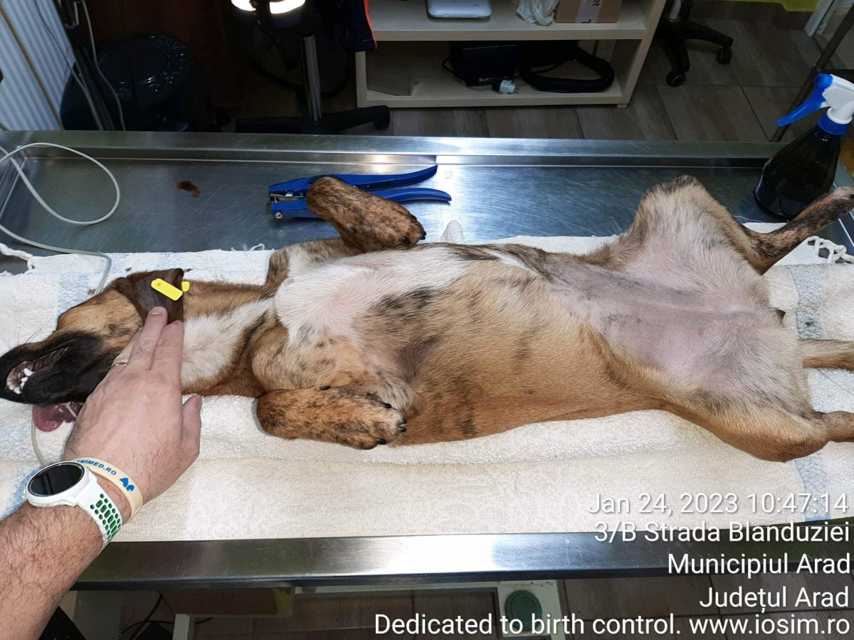 Spays sponsored by EverMore Dog Rescue