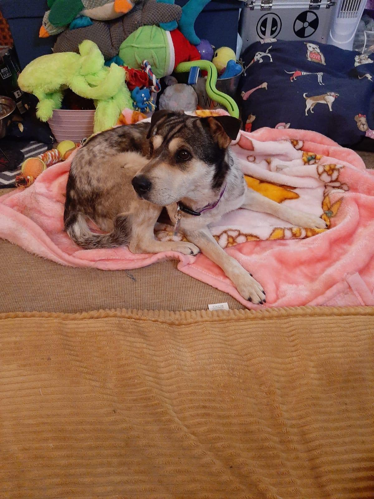 Gertie a fost adoptată