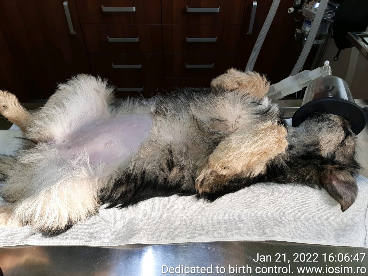6 sterilizari sponsorizate de Friedel Grzywatz