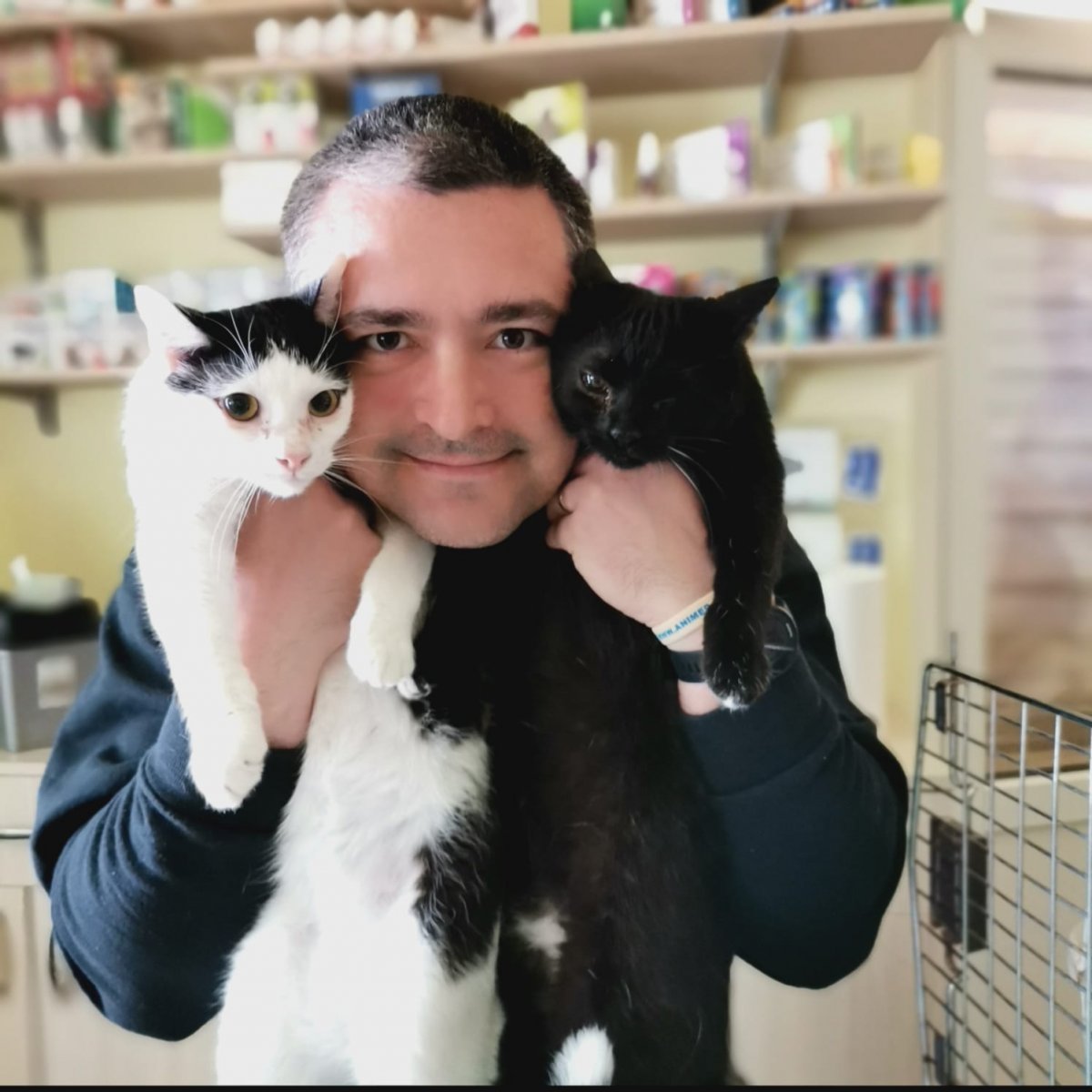Pisicuțe pentru adopție
