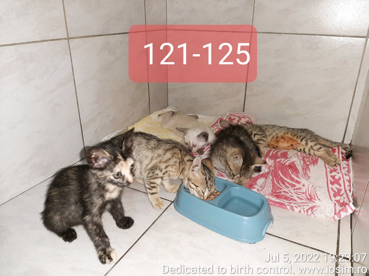 125 sterilizări reproductive