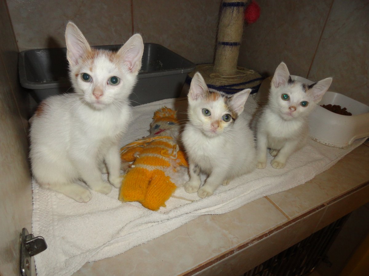 Rescued kittens