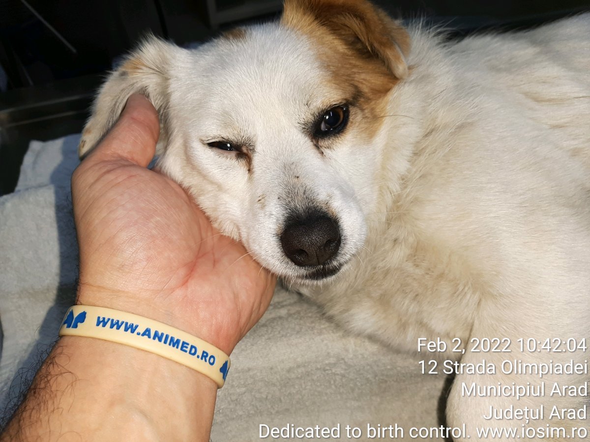 5 sterilizari sponsorizate de Delfin Spedition