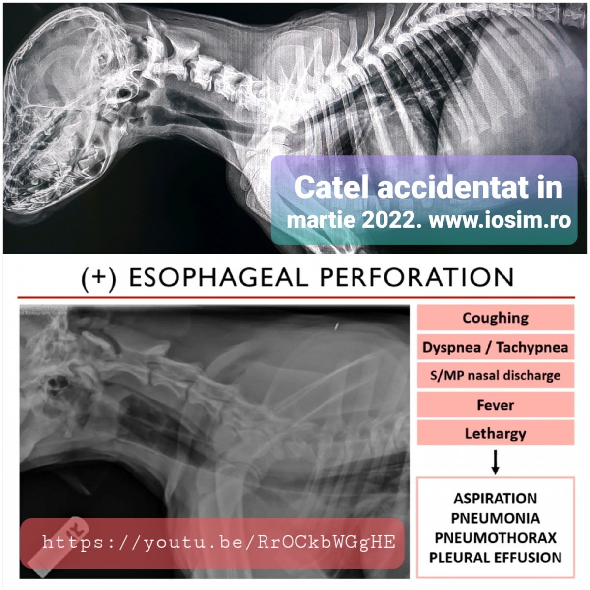 Catel accidentat