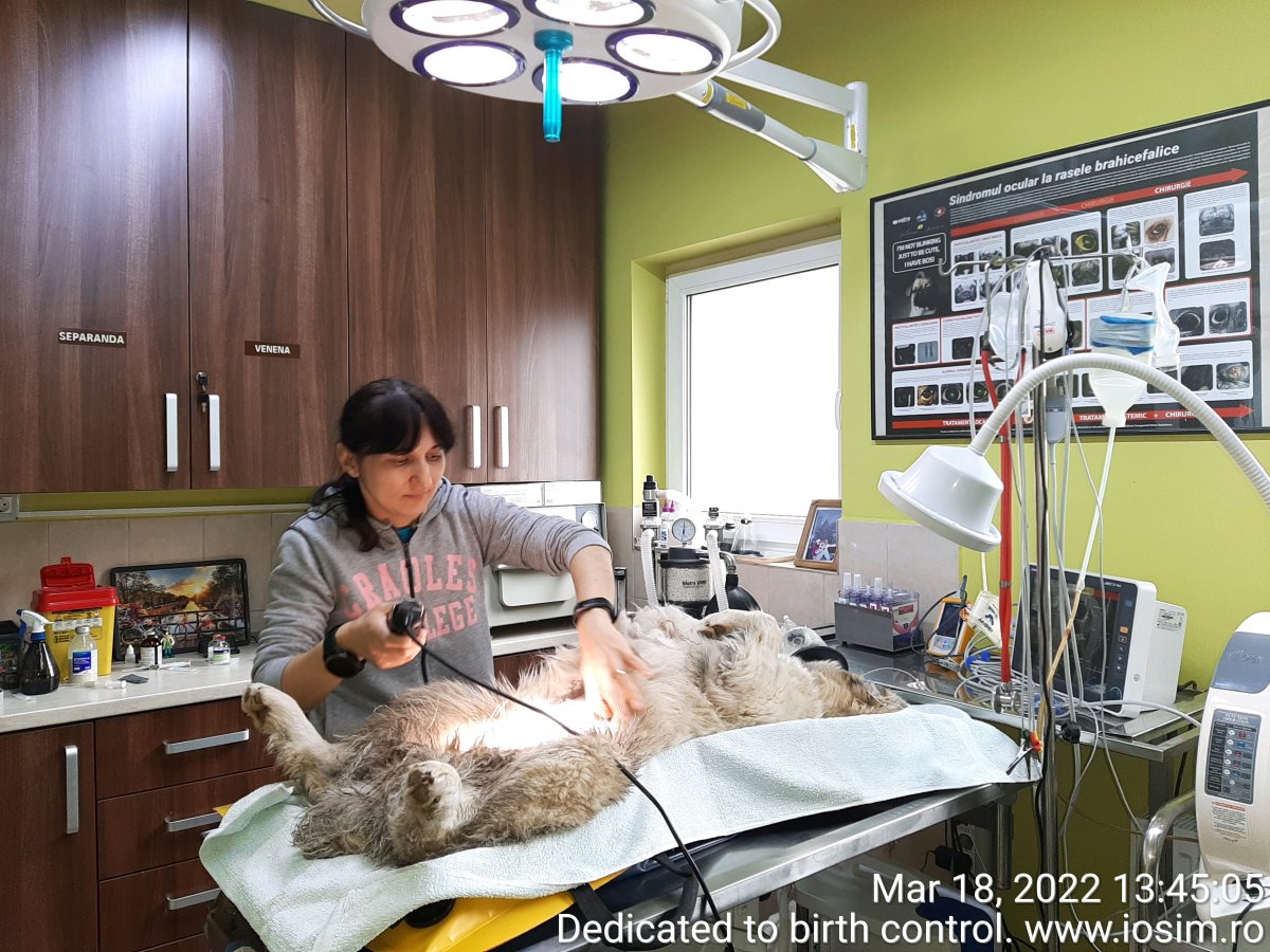 Julies Spay and Neuter Syndicate