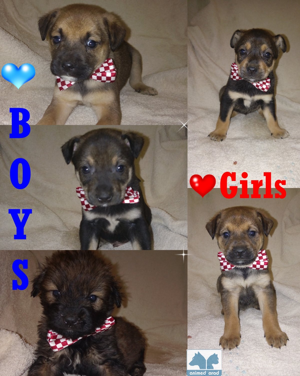 Pups for adoption