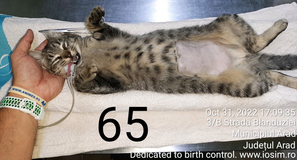 65 sterilizari reproductive din campania 3 la suta
