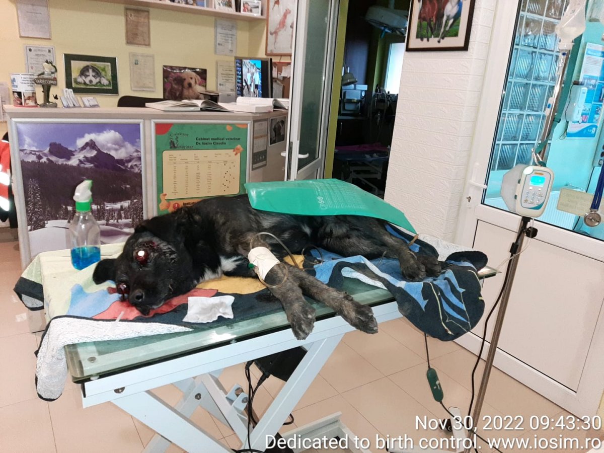 Caine si pisica accidentati grav