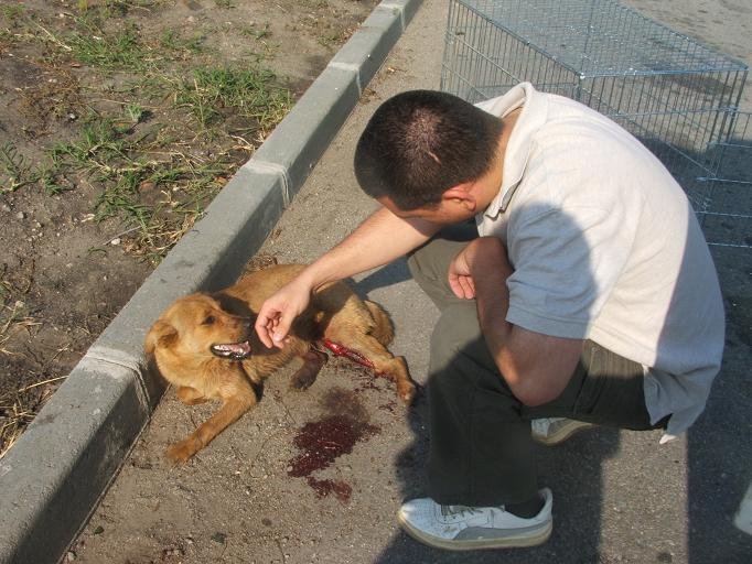 We provide medical care to stray dogs and cats