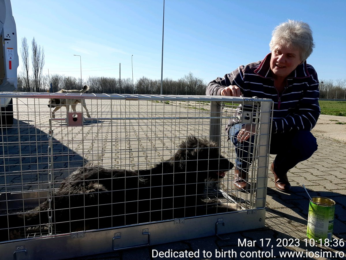 Sterilizari sponsorizate de Julies Spay and Neuter Syndicate in 2023