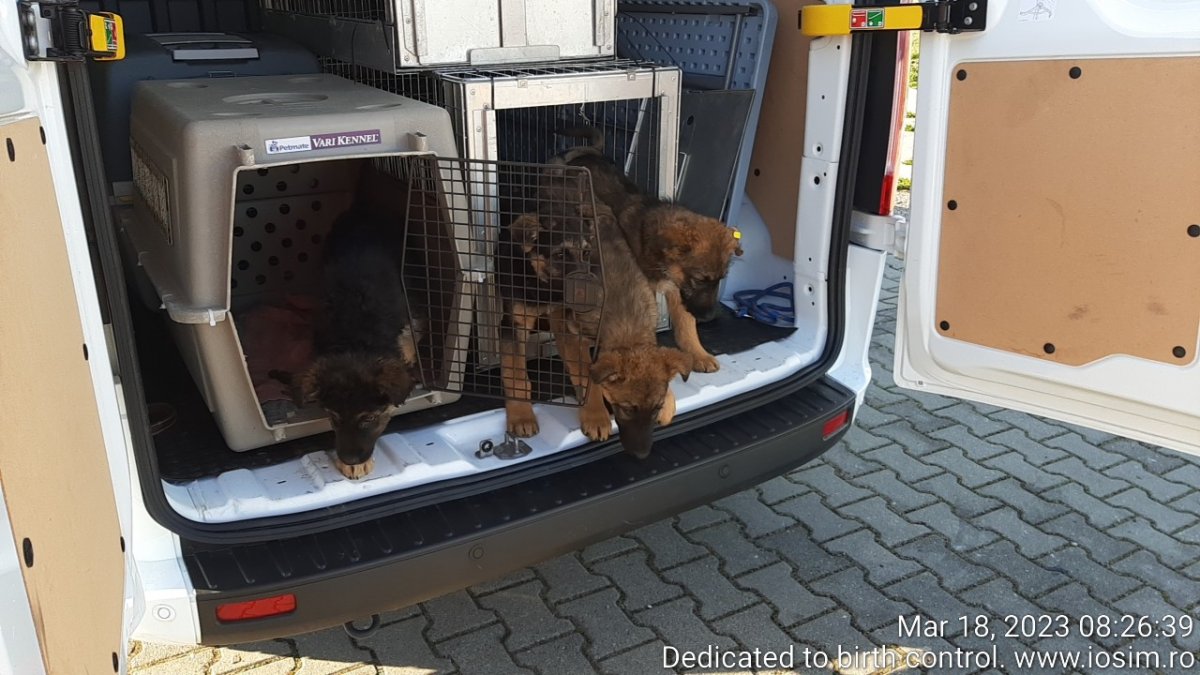 Spays sponsored by Julies Spay and Neuter Syndicate in 2023