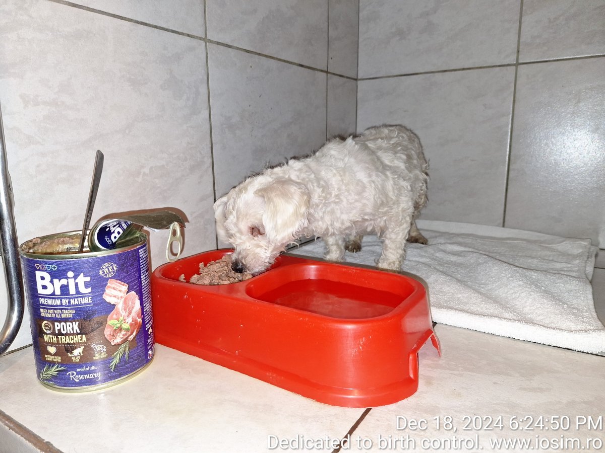 84 de sterilizari reproductive sponsorizate de EverMore Dog Rescue in 2024