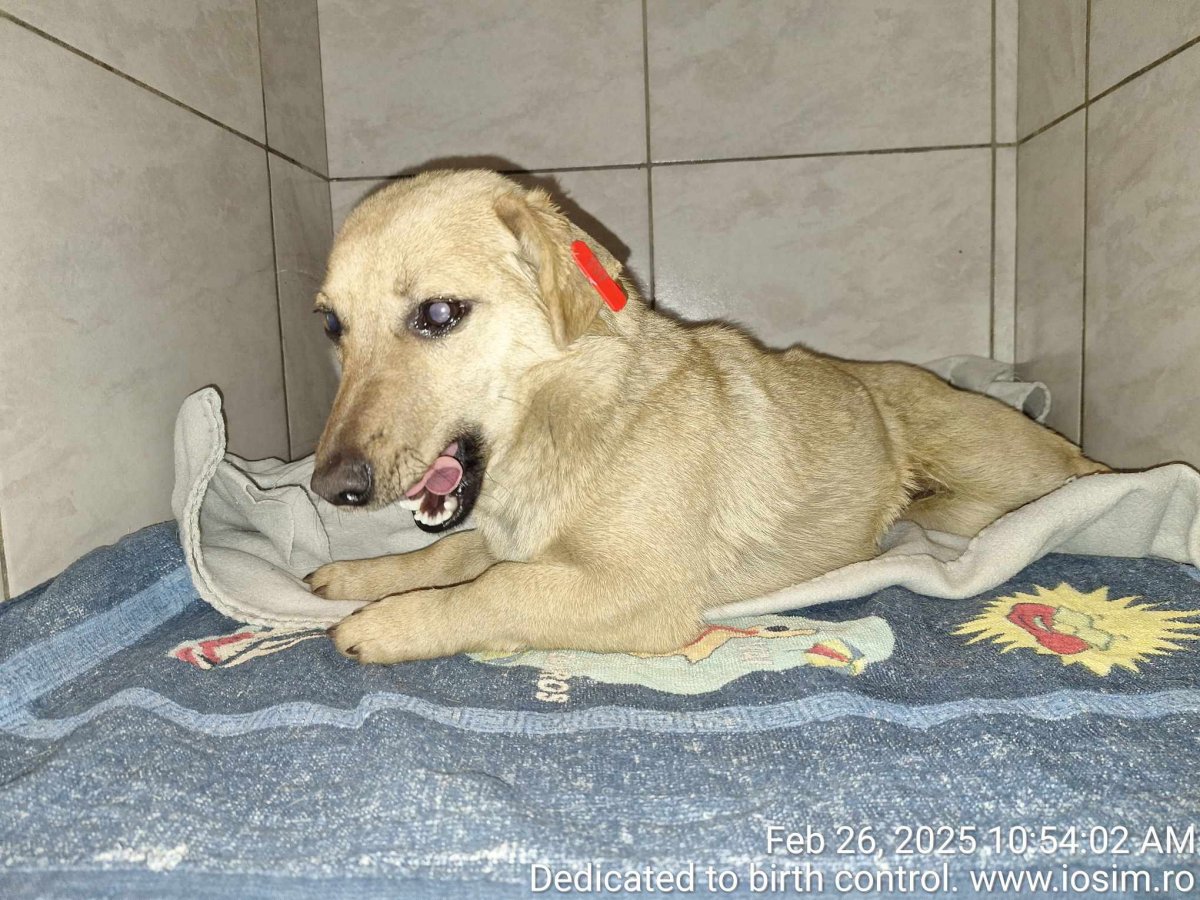 Sterilizari sponsorizate partial de EverMore Dog Rescue in 2025