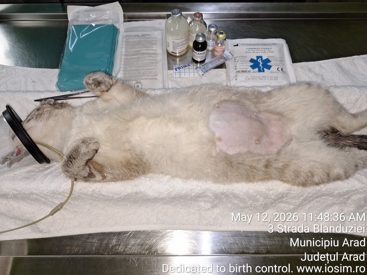 40 de sterilizari din 3 la suta