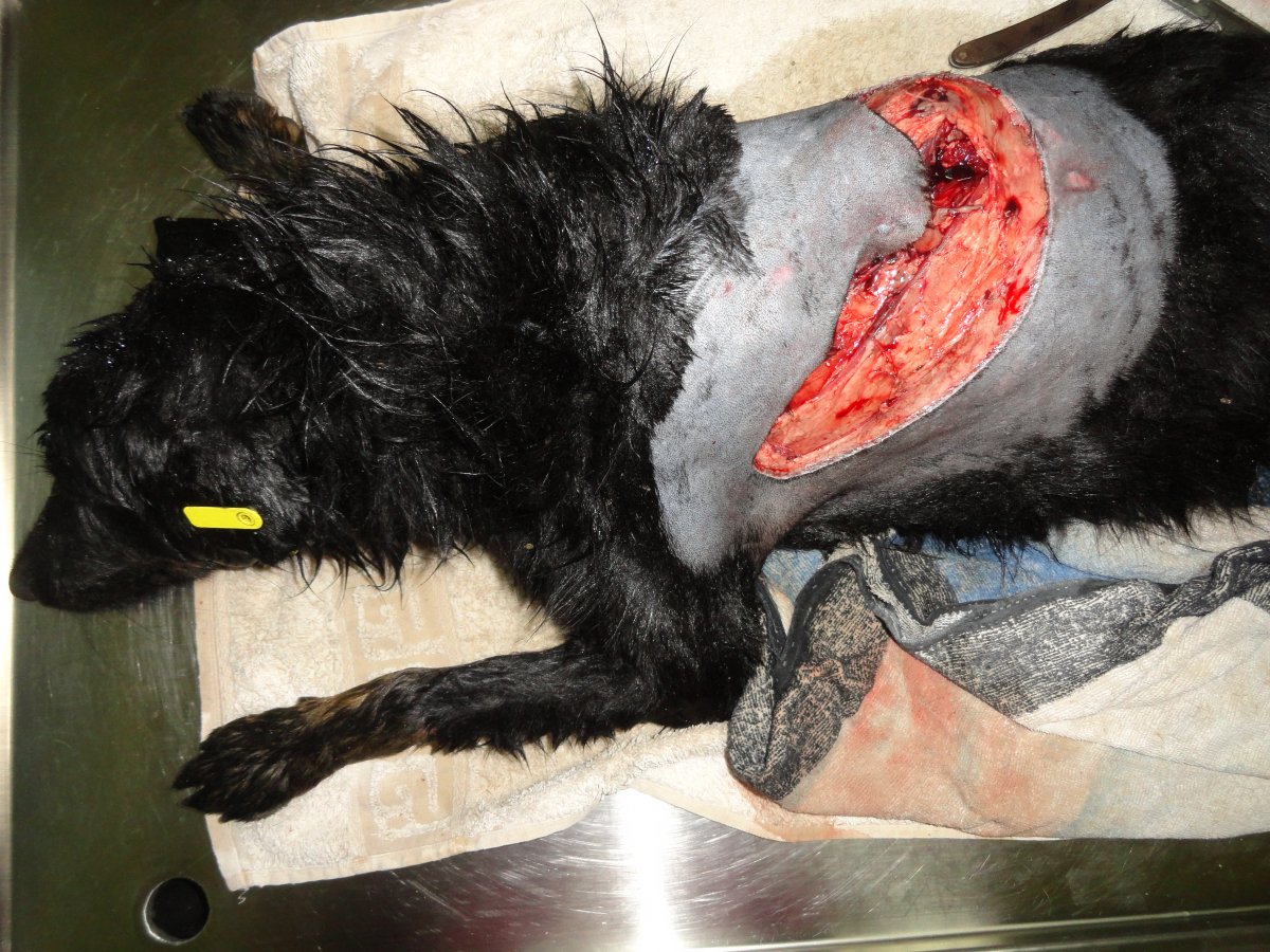 Hit by a car on world animals day