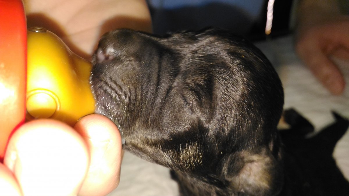 4 catei gasiti intr-o cutie